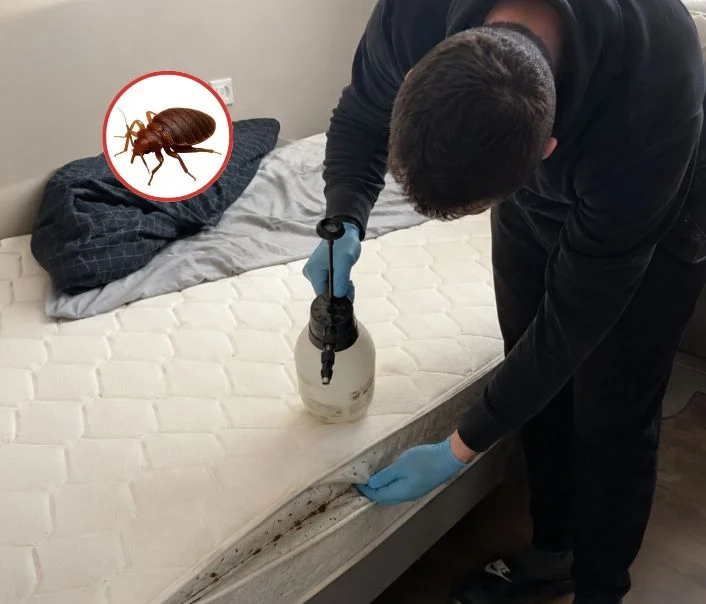 Technicien traitant un matelas contre les punaises de lit à Villiers-le-Mahieu